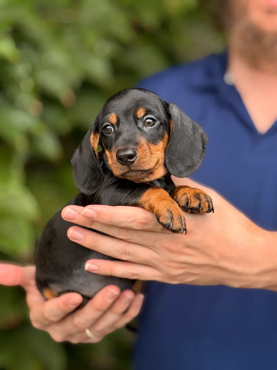 Dachshund Filhotes Linguicinha Salsichinha - Foto 4