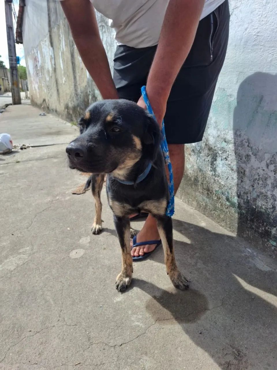 Doacao de cachorro 