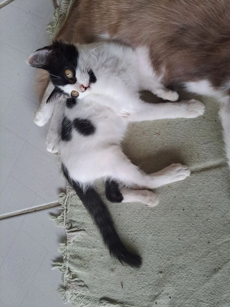 Doação de gatinha  - Foto 5