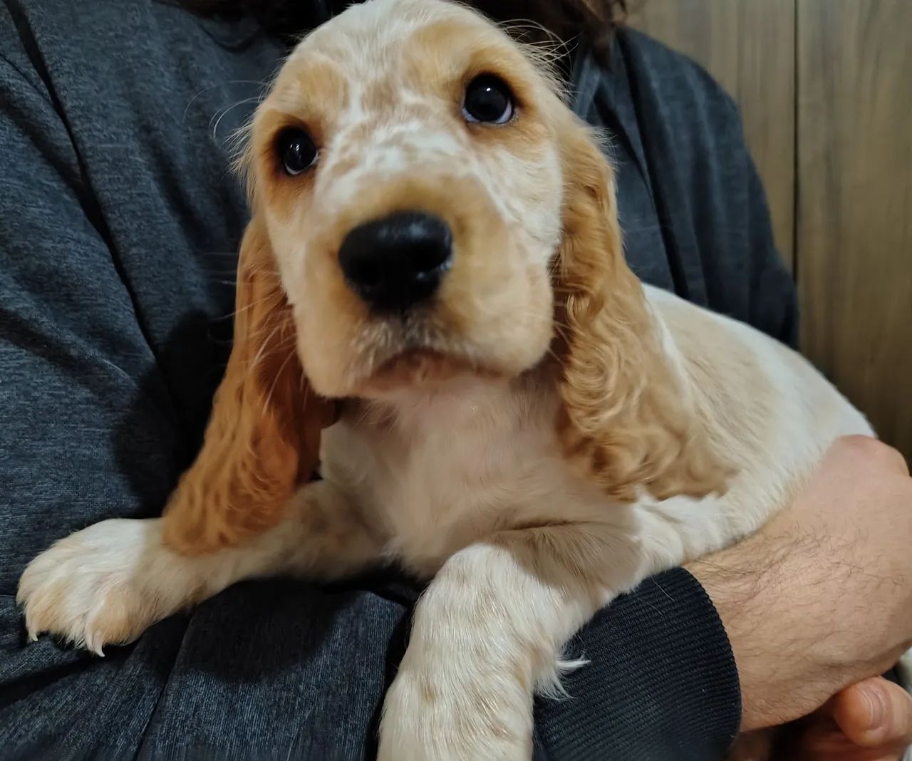 cocker spaniel inglês  - Foto 2