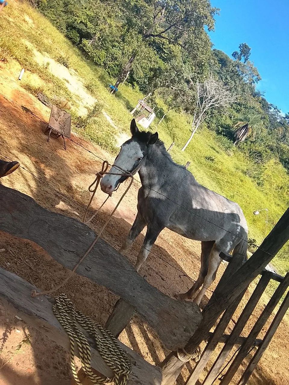 Égua  - Foto 3