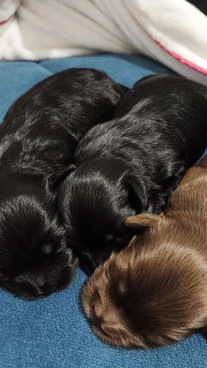 Filhotes da raça Morkie (Yorkshire com Maltês)  - Foto 2