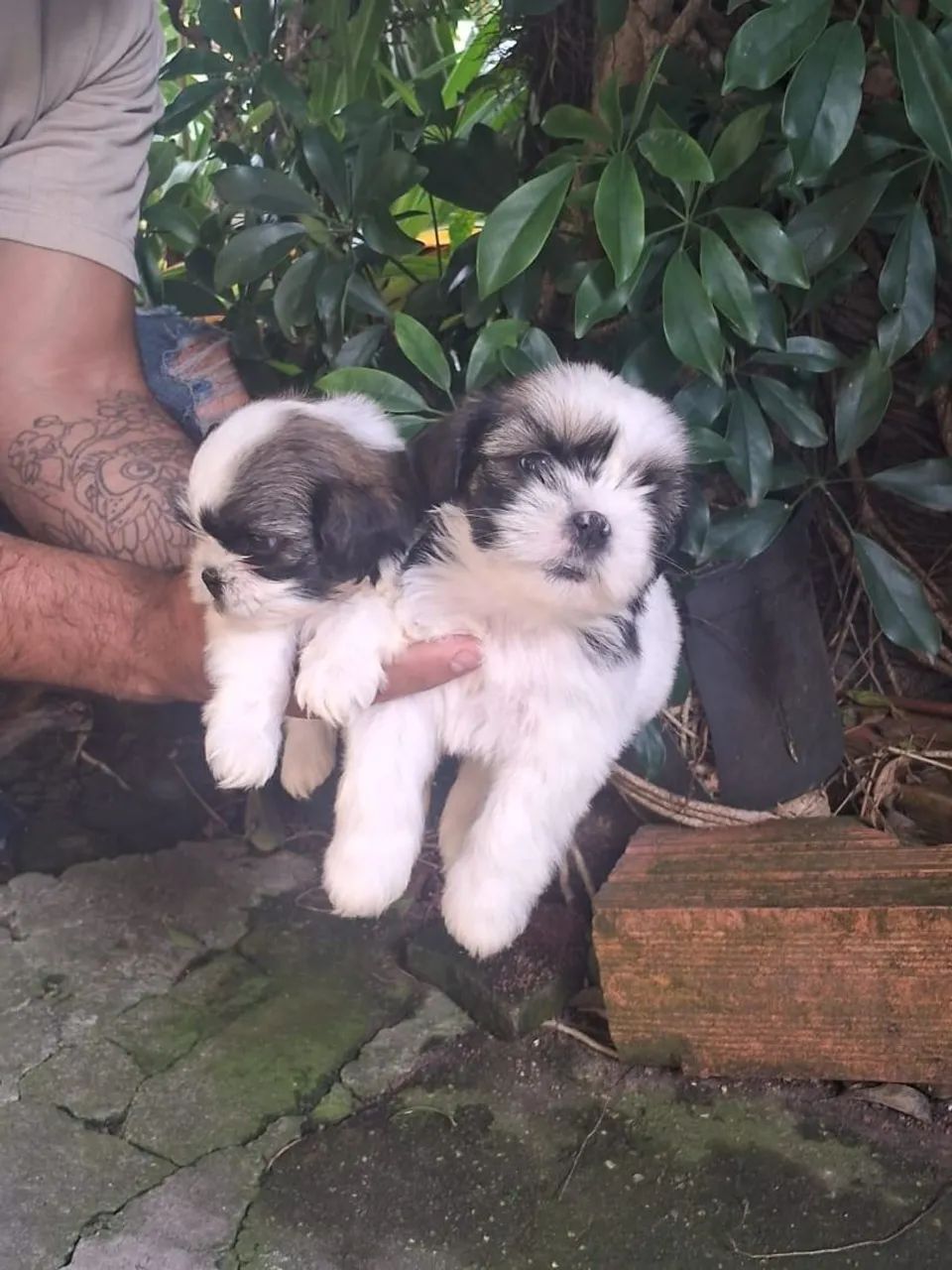Cachorro  shituzu $ 900 - Foto 2