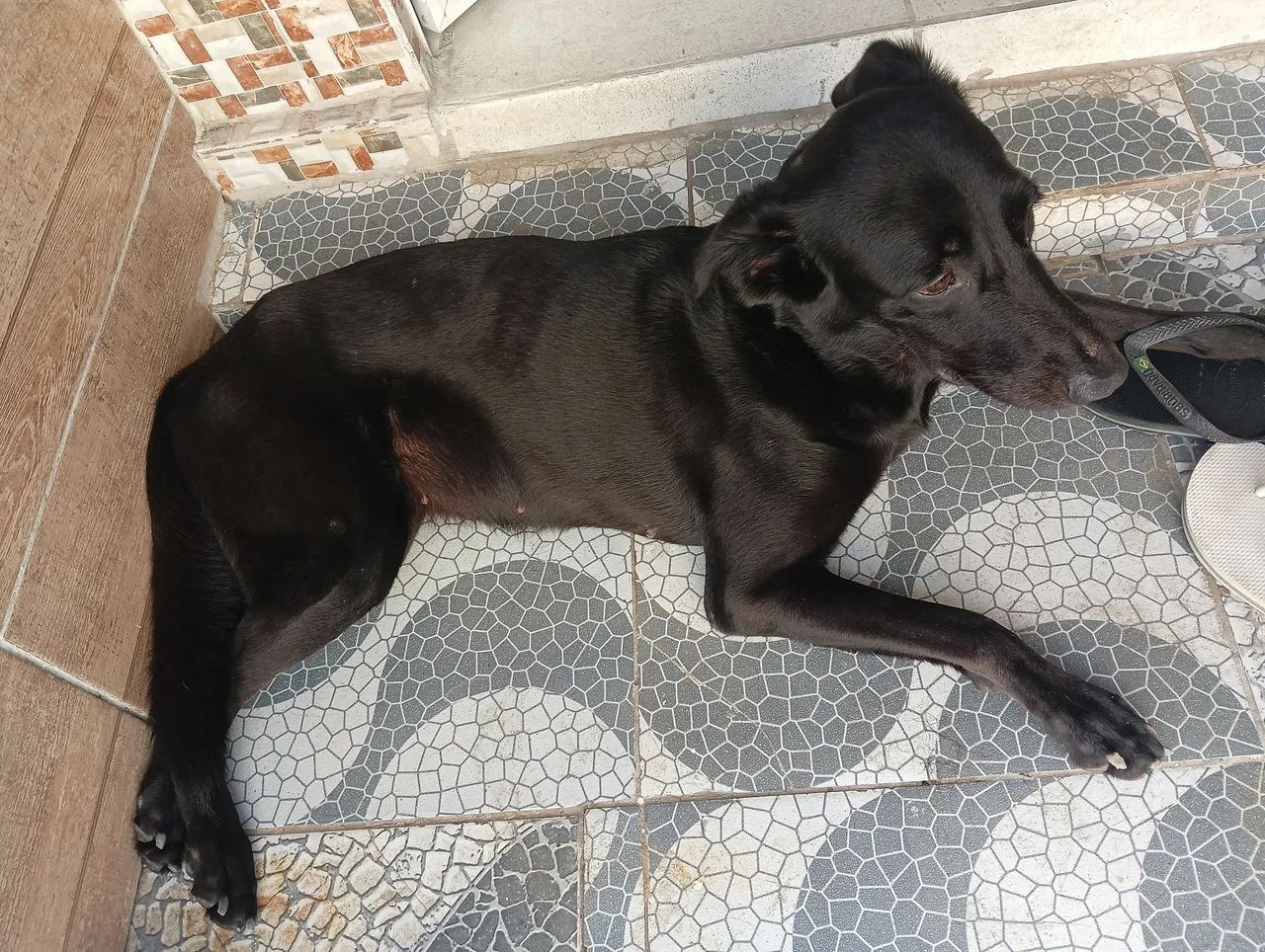 Adoção responsável  - Foto 2
