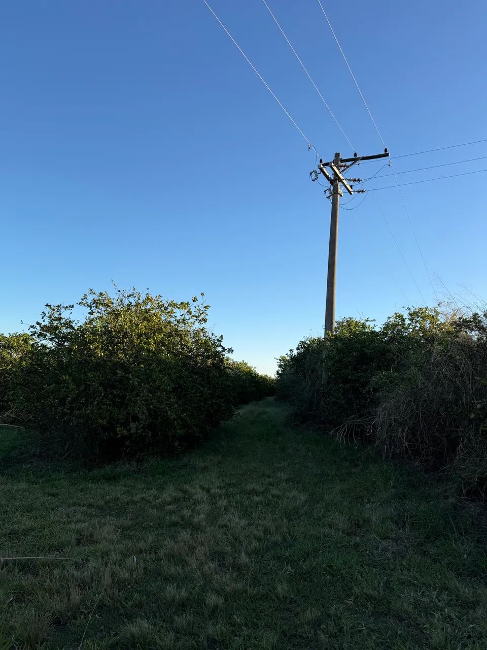 Sítio  - Foto 4