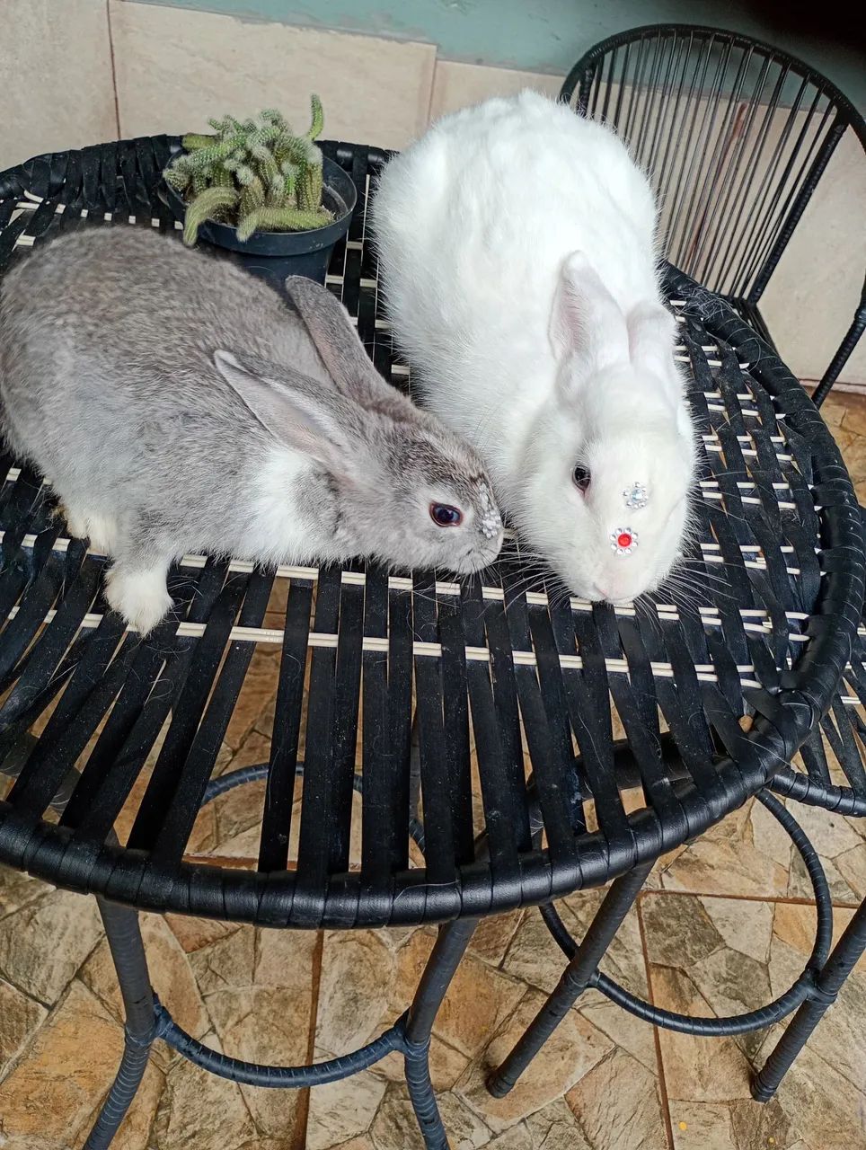 Coelhinho raça pequena  - Foto 2