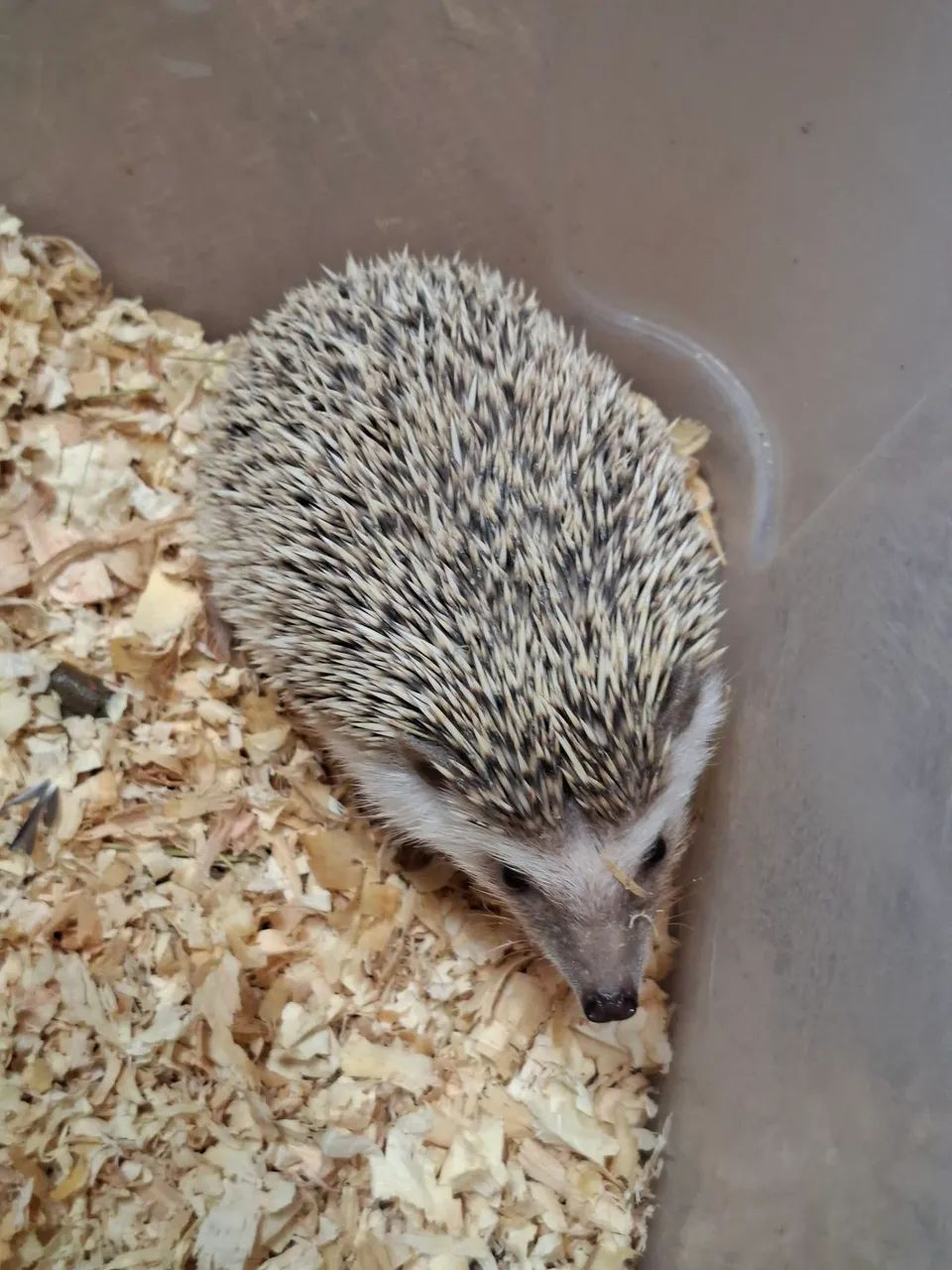 Outros animais  - Foto 2