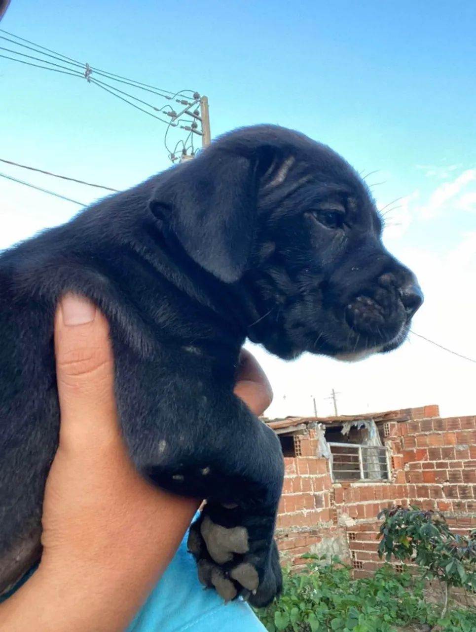 CANE CORSO