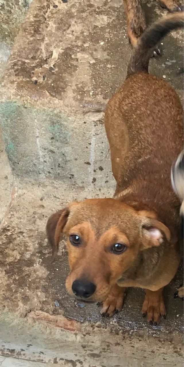 Adoção  - Foto 3