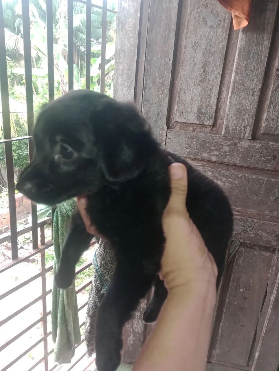Cachorro - Foto 2