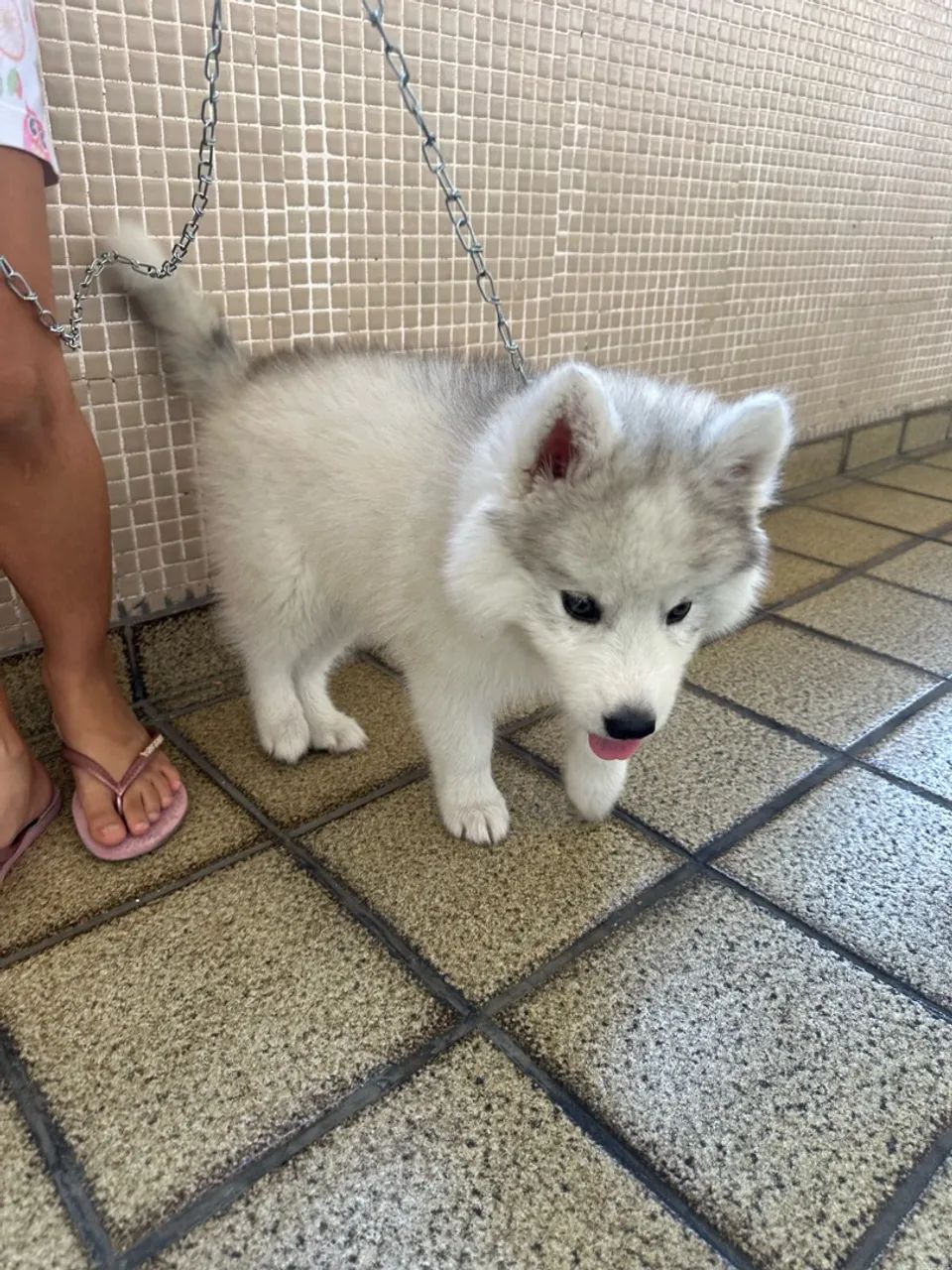 Husky siberiano  - Foto 3