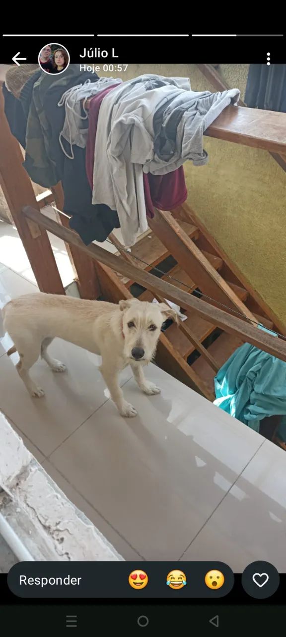 Doa-se uma cachorrinha  - Foto 2