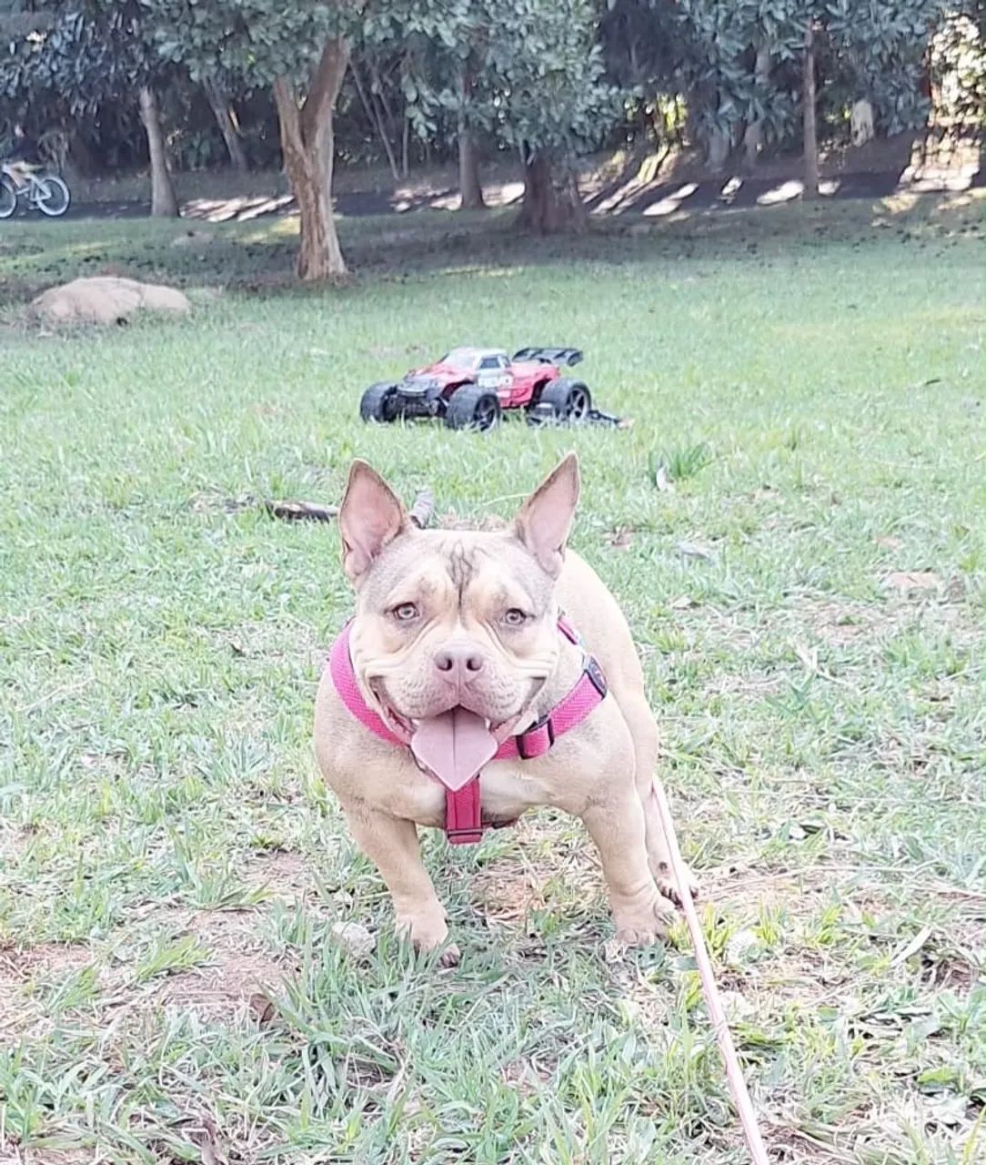 American Bully micro Femia