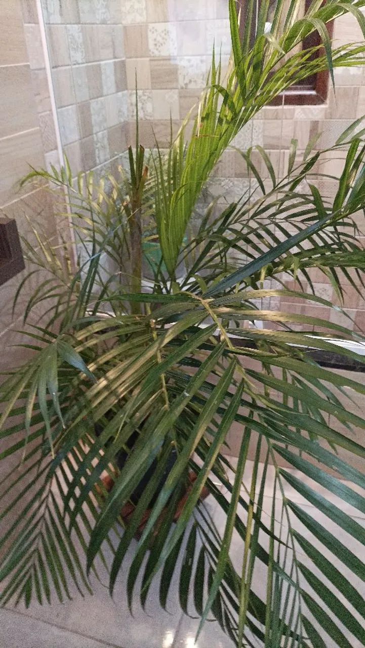 Vaso com palmeira areca bambu  - Foto 3
