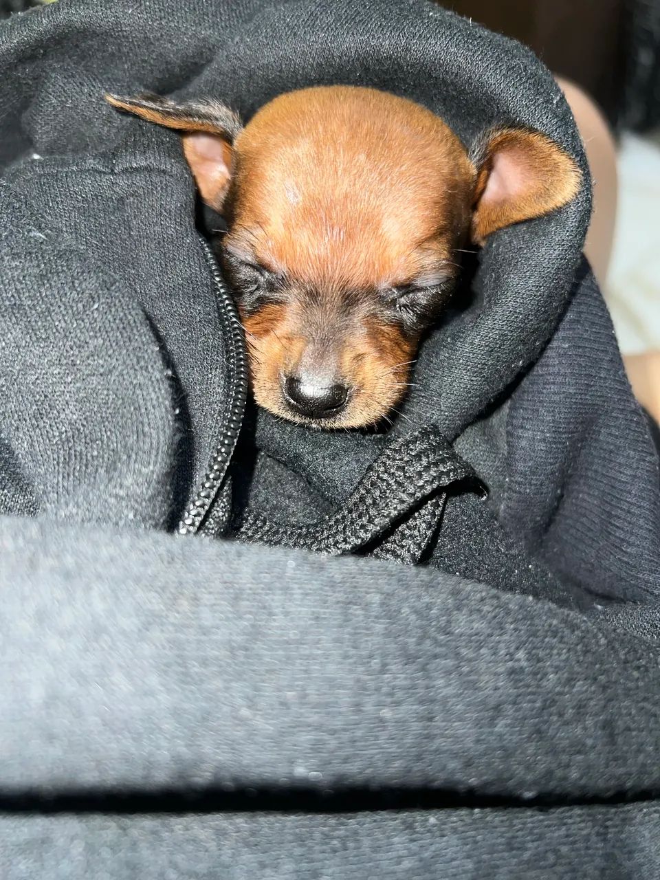 Pinsher macho 1 marrom  - Foto 2