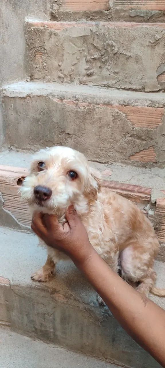 Doação de cachorro 