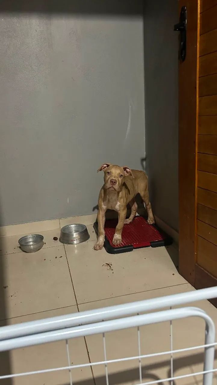 Vendo Pit monster 