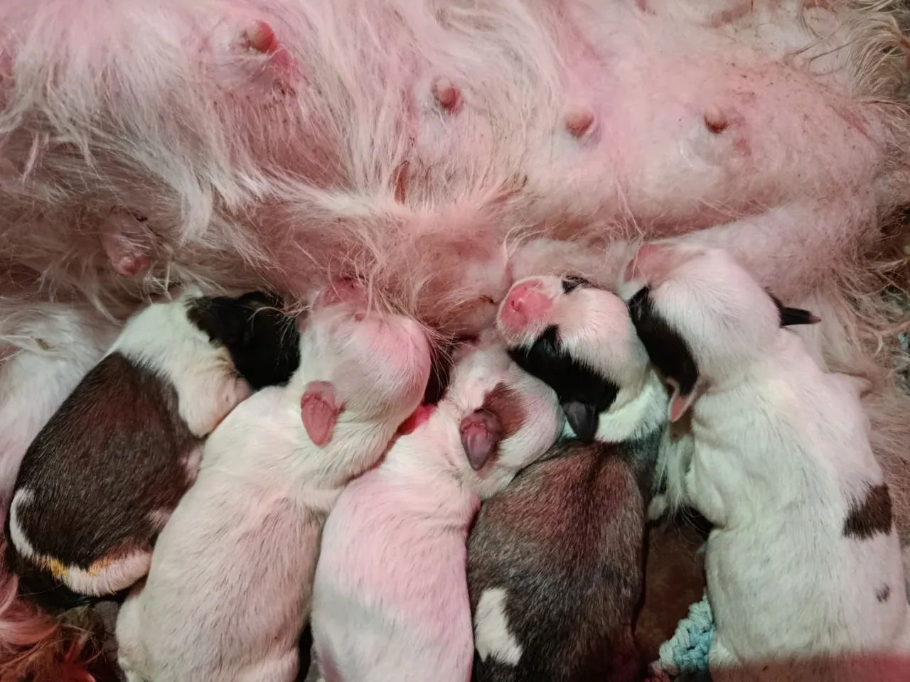 Filhotes de Shitzu  - Foto 2