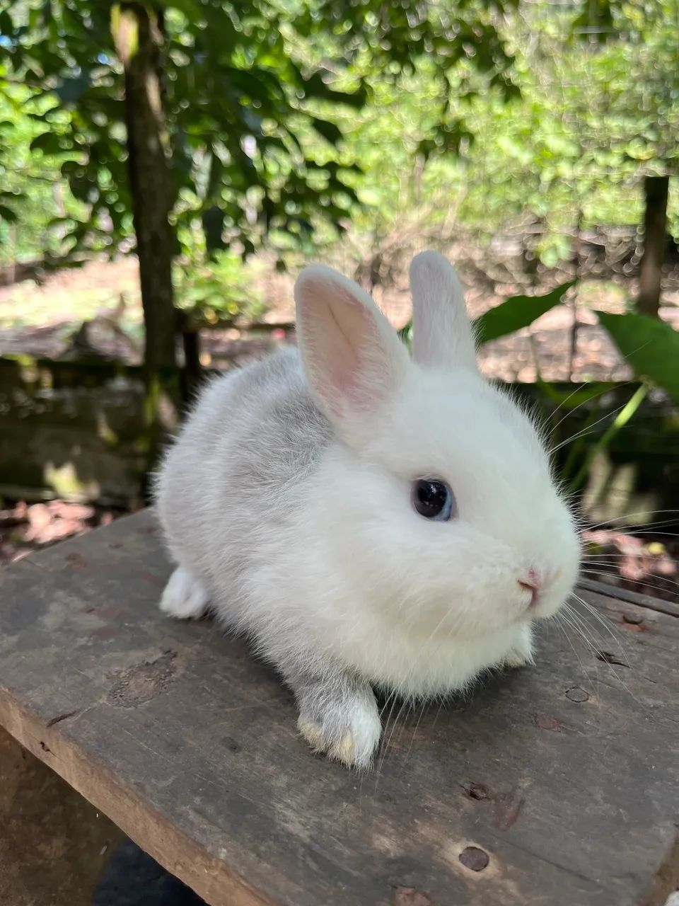 Mini coelho Netherland  - Foto 6