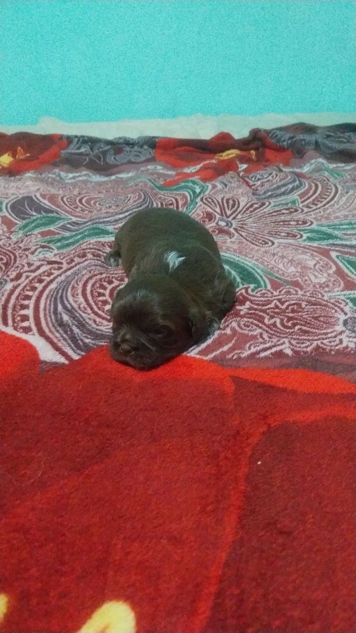 Shih teu 700,09 - Foto 5