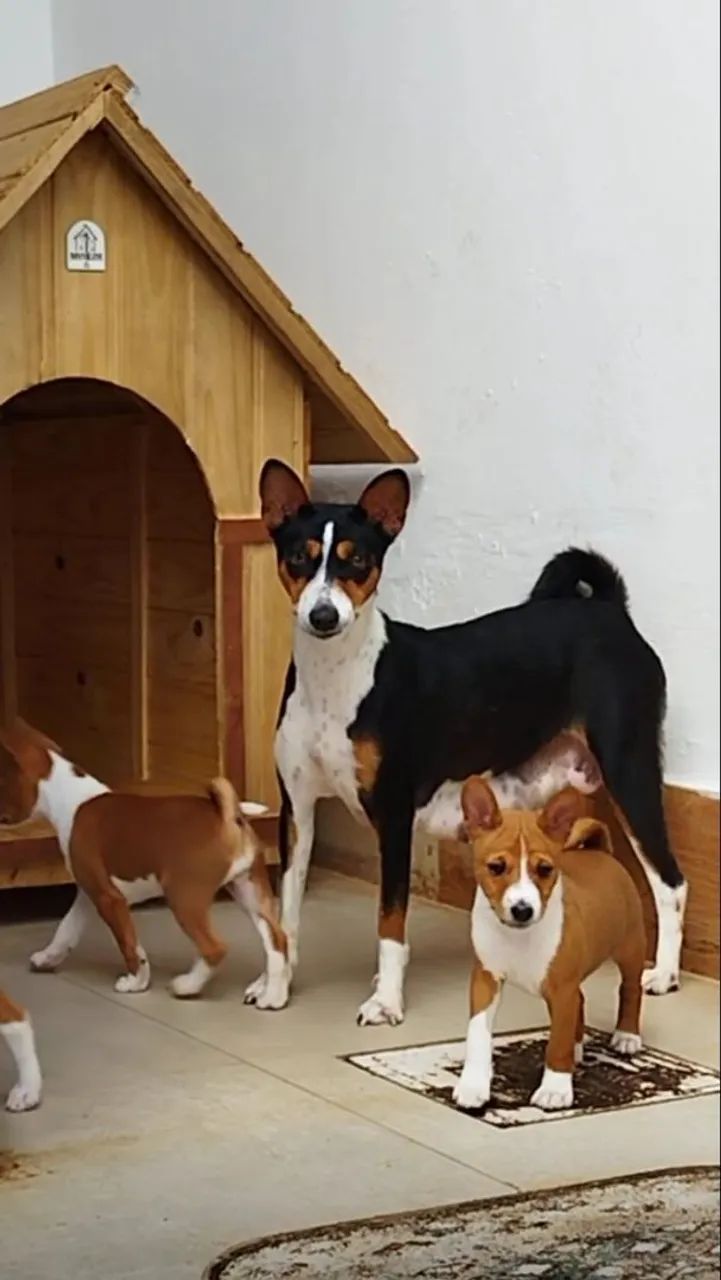 Filhotes de Basenji - Foto 2