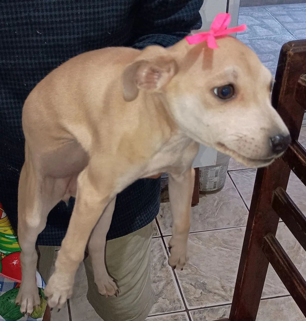 Cachorra  - Foto 2