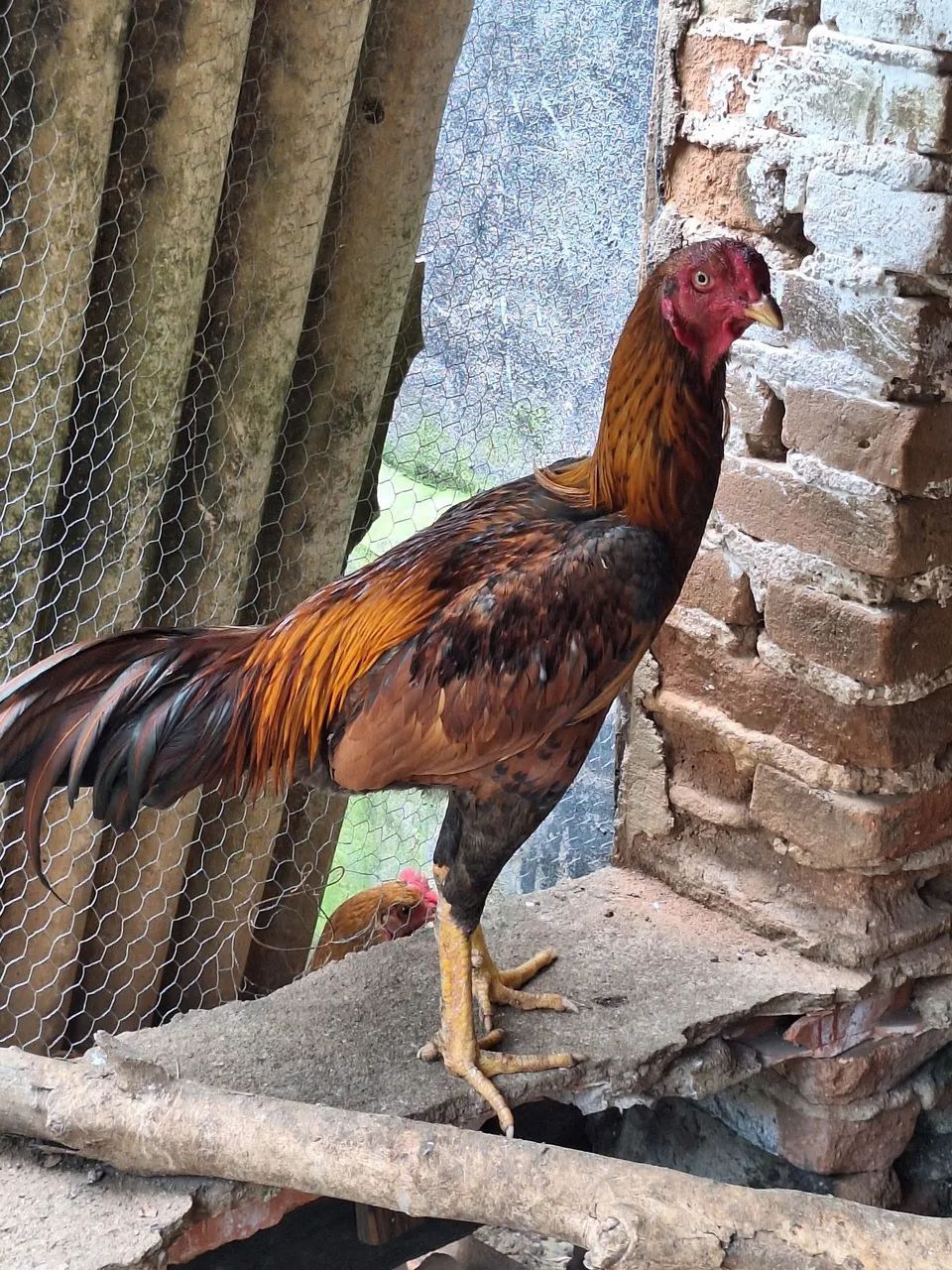 FRANGO INDIO TOP - Foto 3