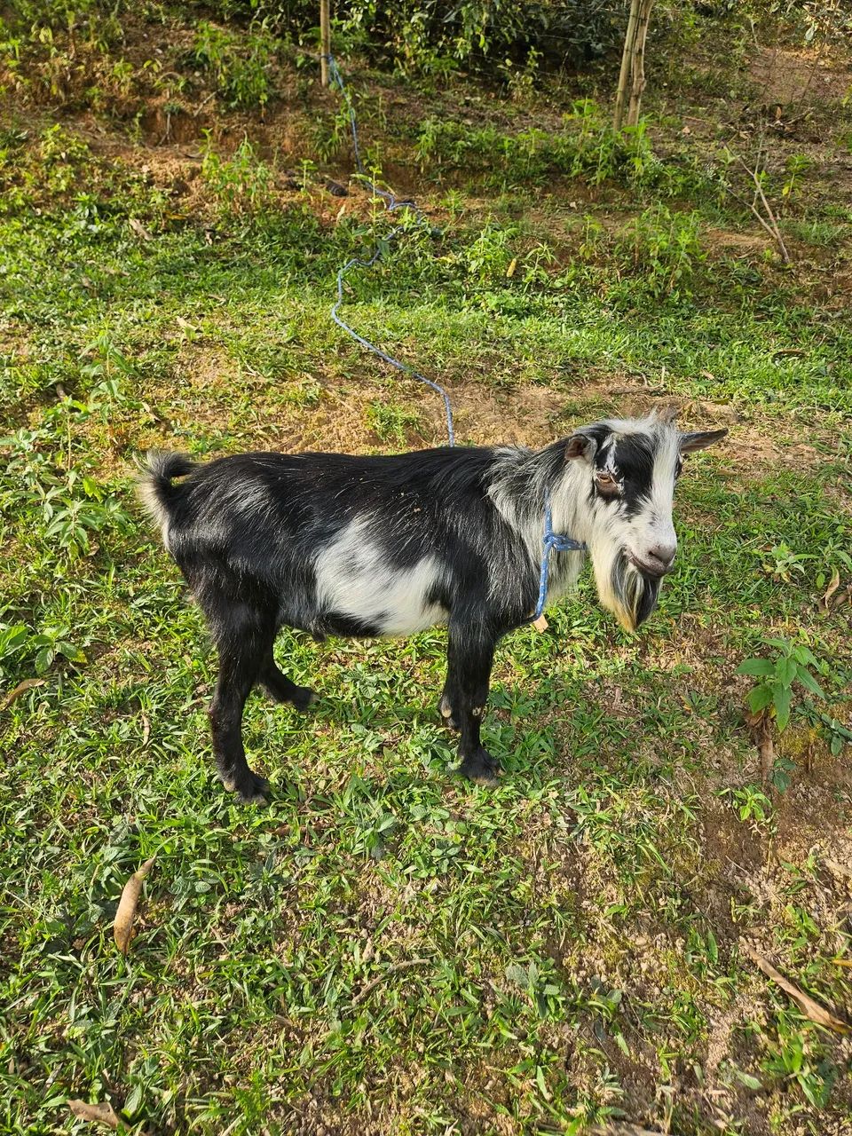 Mini bode  - Foto 2