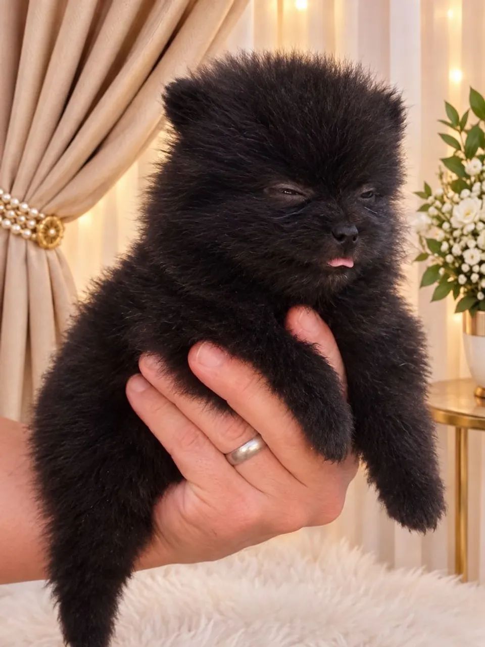 Spitz Alemão  - Foto 3
