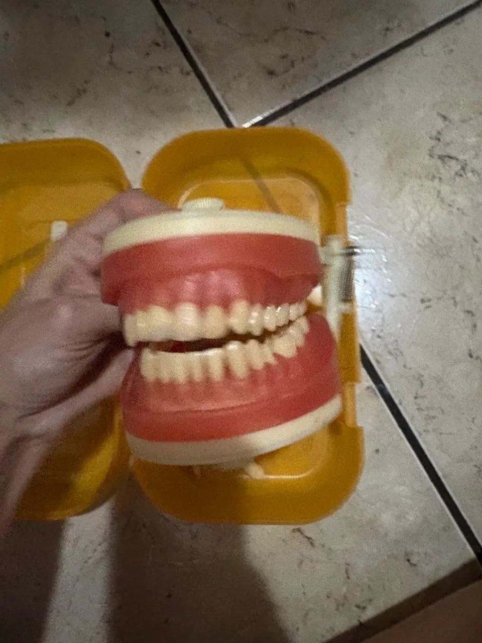 Manequim dentistica 