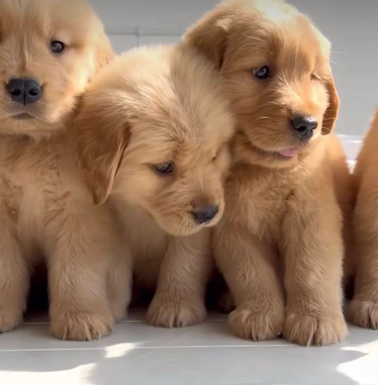 Filhotes De Golden Retriever - Um Parceiro Com Bastante E Cheio De Energias 