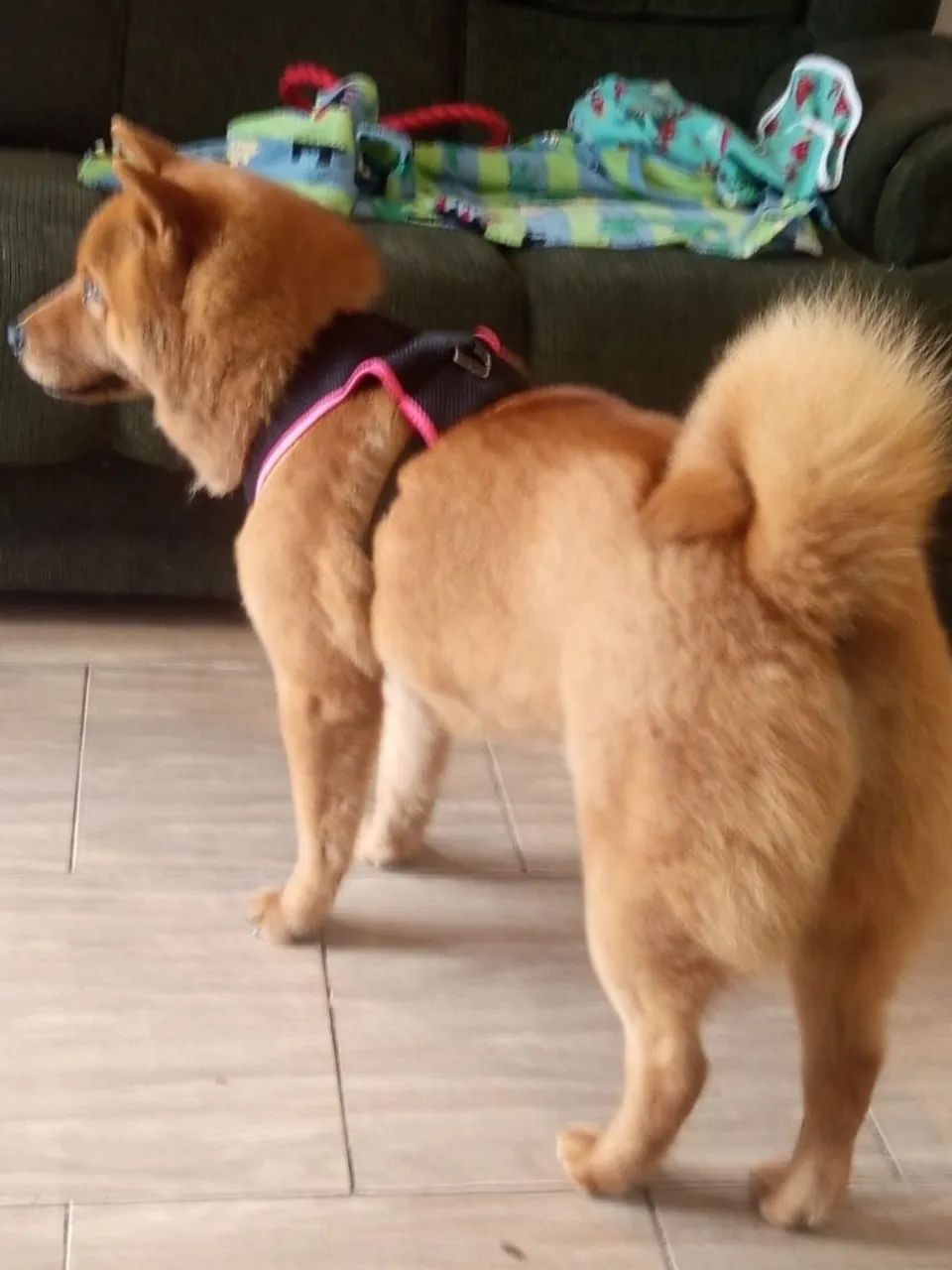 Doa-se Chow-chow  - Foto 4