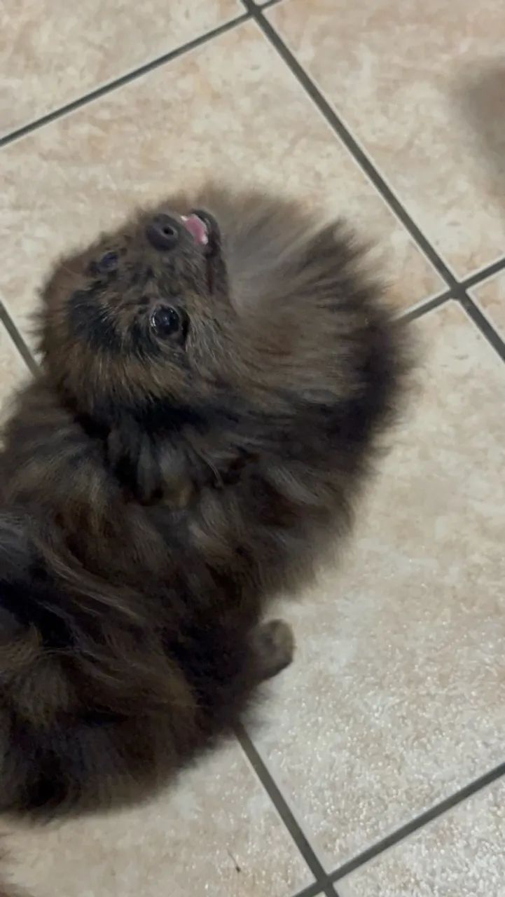 Spitz Alemão Macho Anão  - Foto 5
