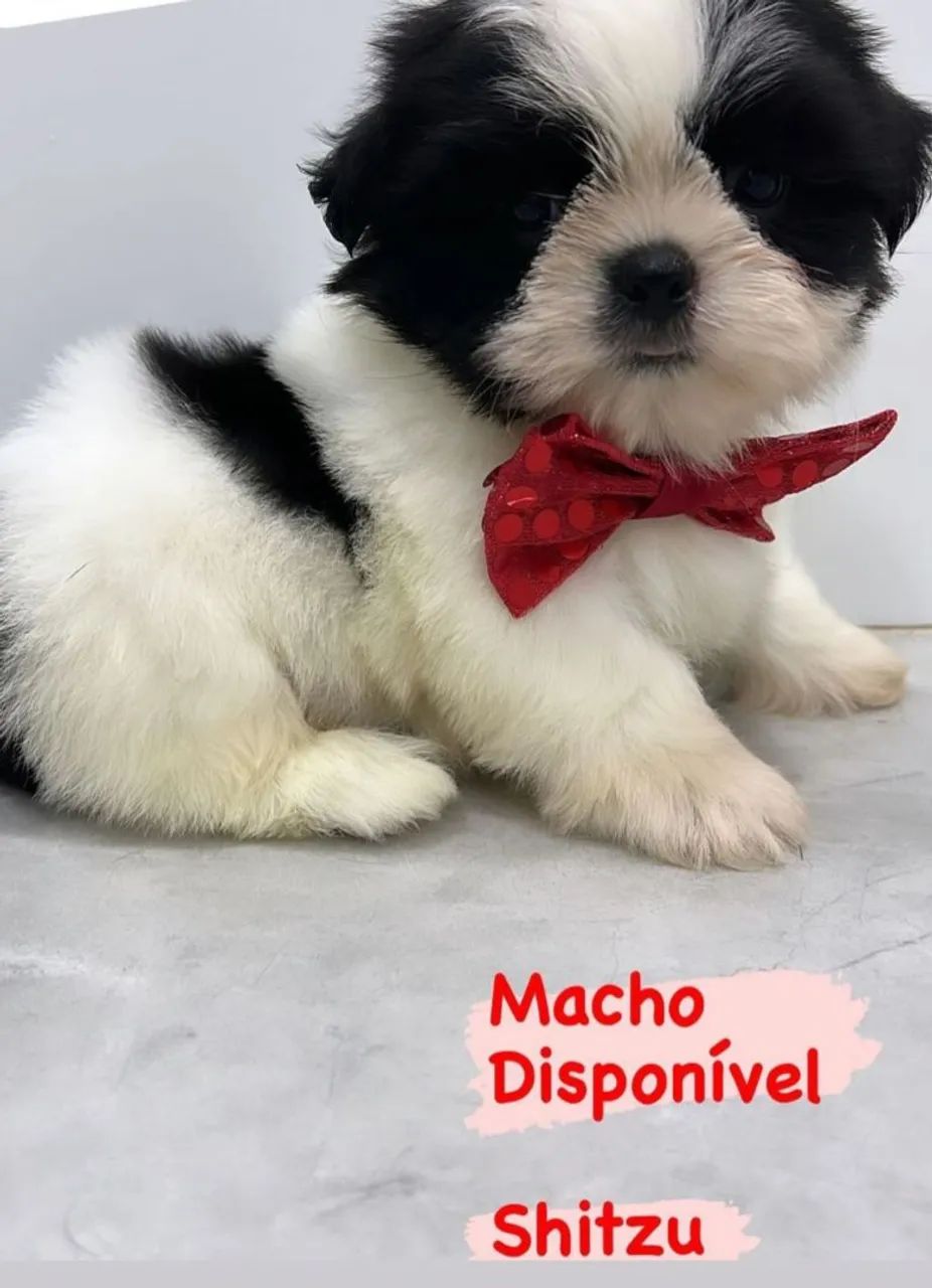 Shutss macho disponível 