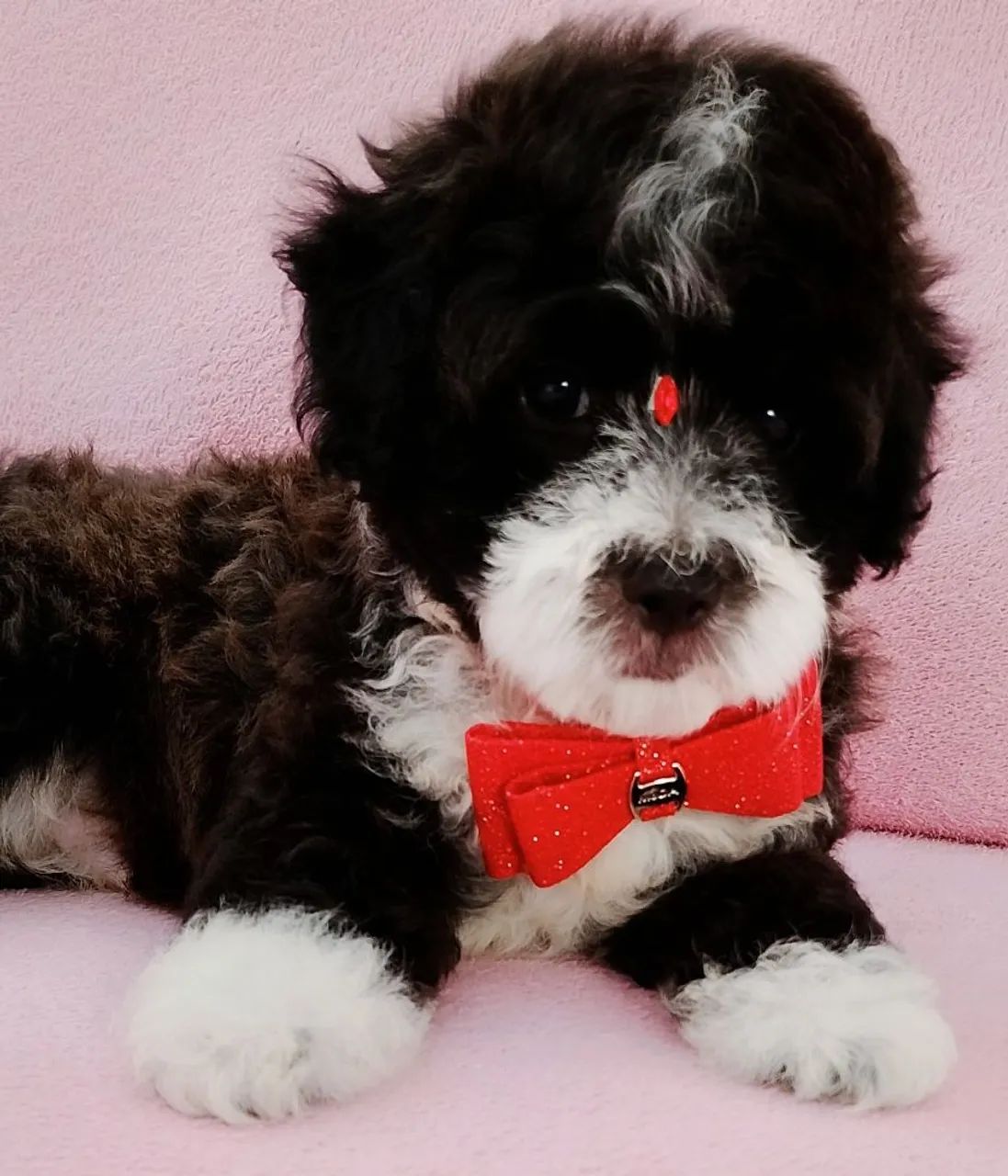 Poodle Toy Mini machinho  - Foto 2