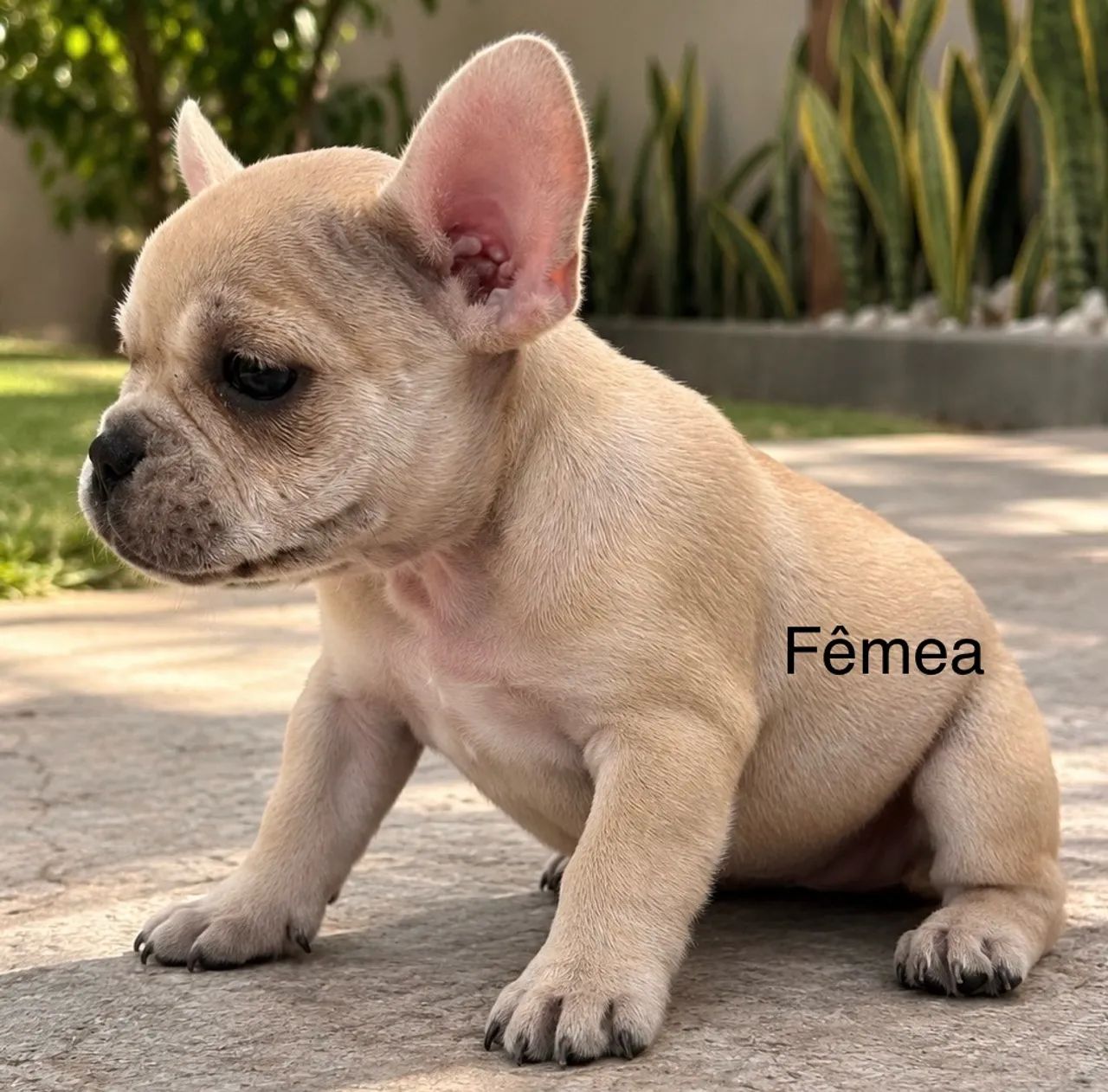 Bulldog francês  - Foto 3