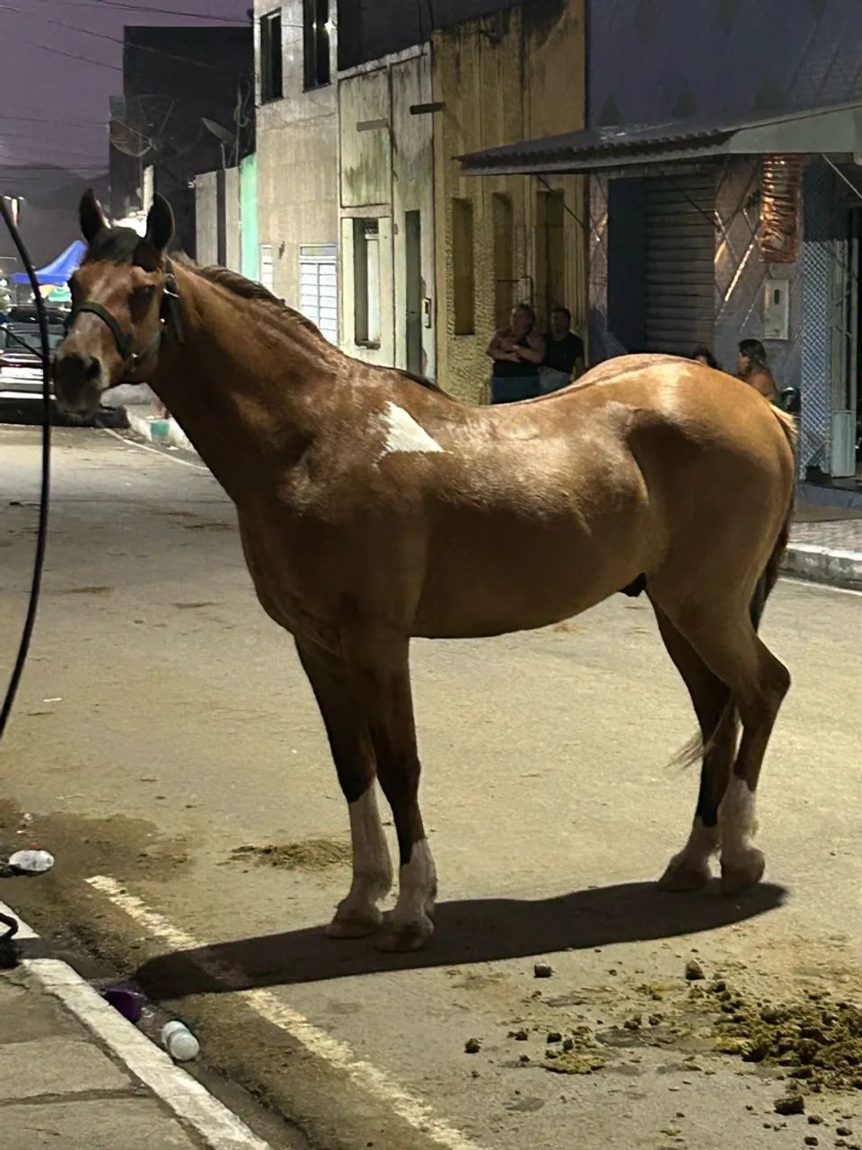 Cavalo  - Foto 3