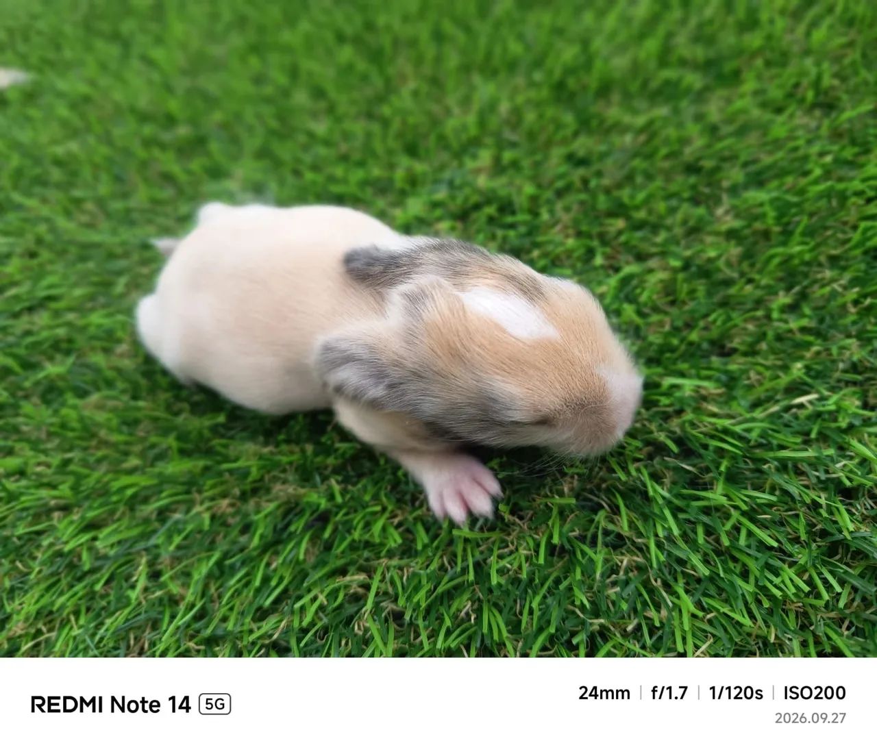 Mini lope  - Foto 3