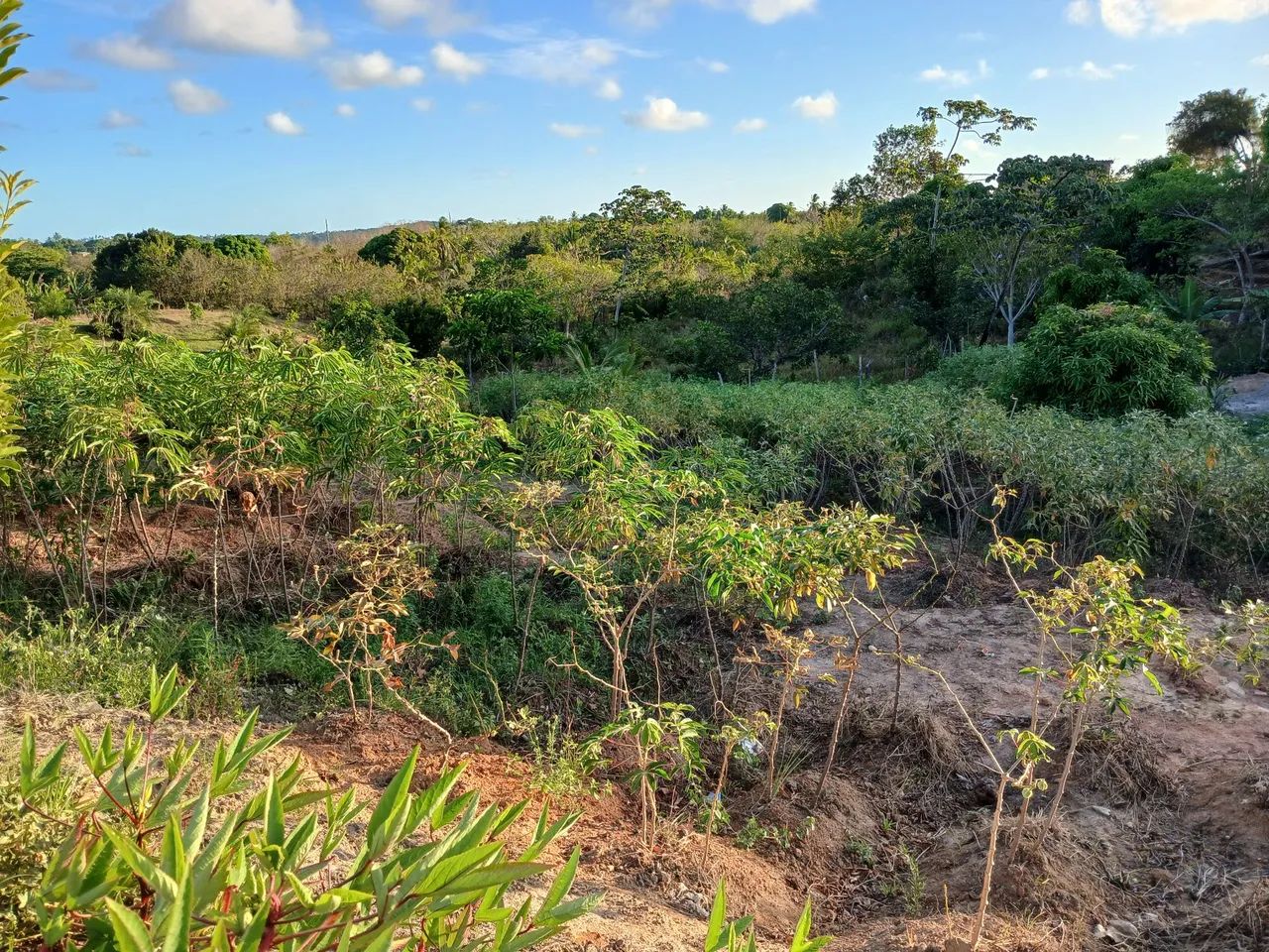 Vendo terreno ja com uma casinha dentro  - Foto 4