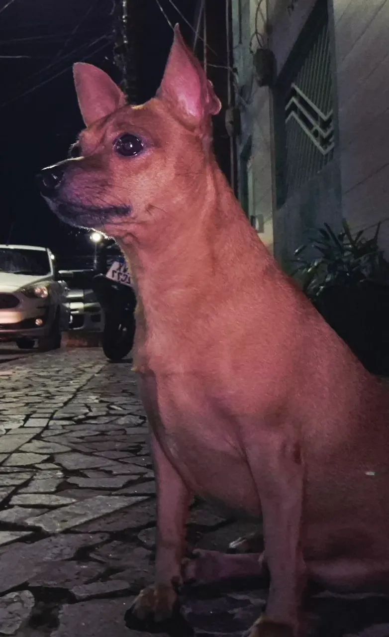 Meu nome é Thor, procuro uma namorada!!! - Foto 4