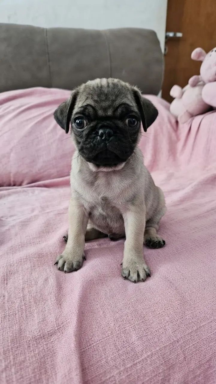 Filhote de Pug Macho 