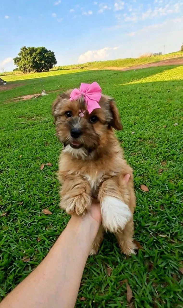 Lhasa Apso  - Foto 5