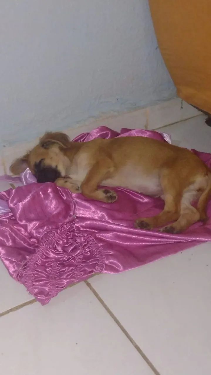 Doação de cachorrinha  - Foto 2