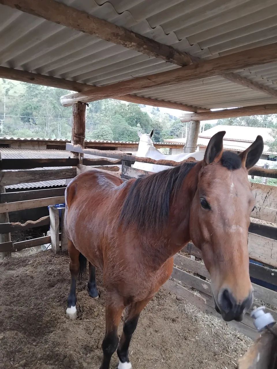 Cavalo Castrado Marcha Picada - Foto 2