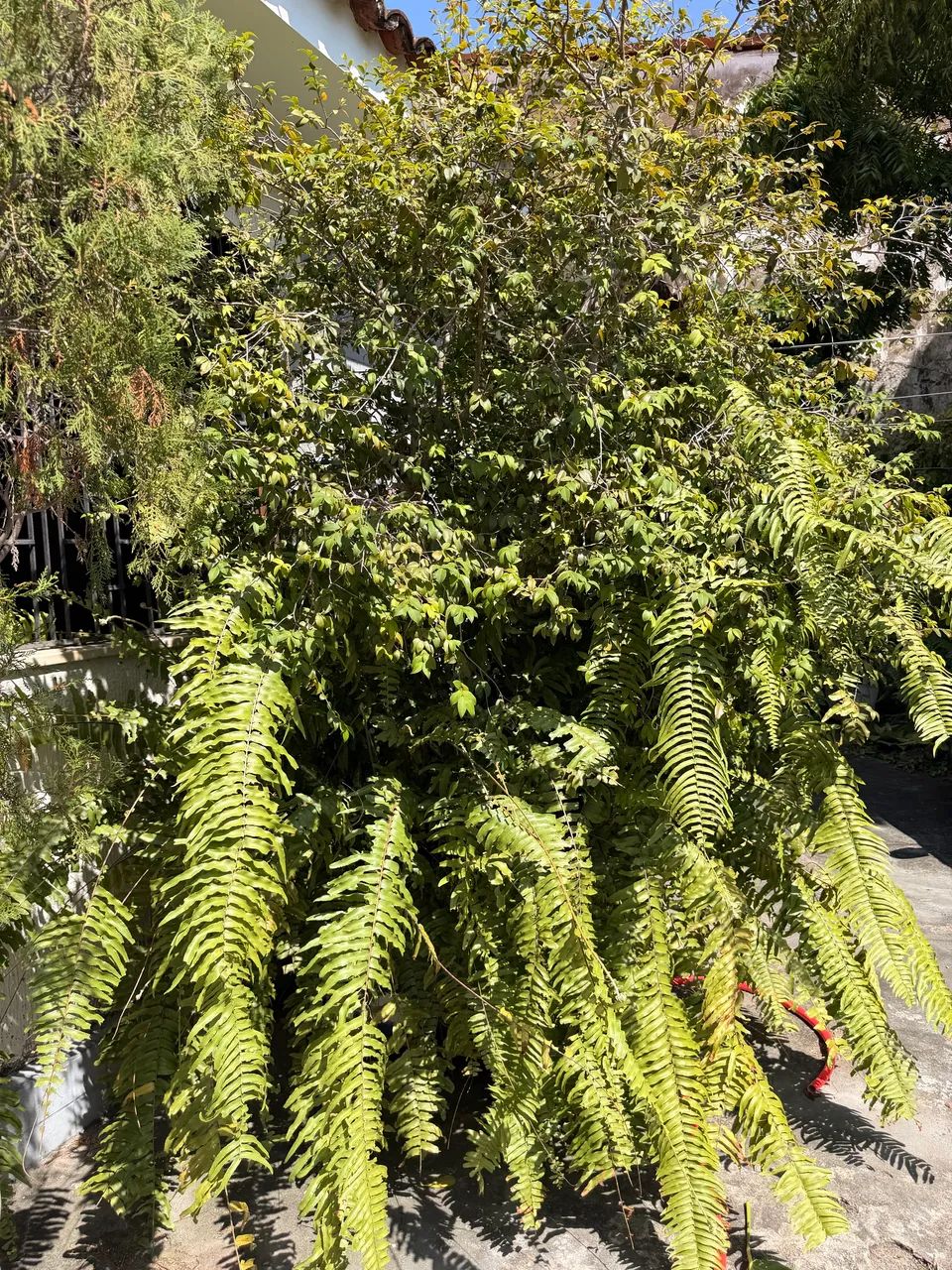 Jabuticaba Sabará 