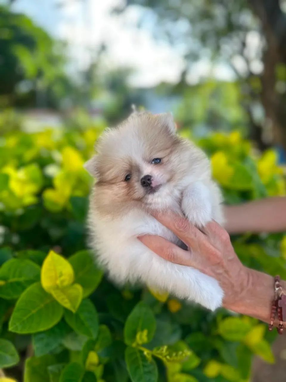 Belíssimo.macho de spitz - Foto 2