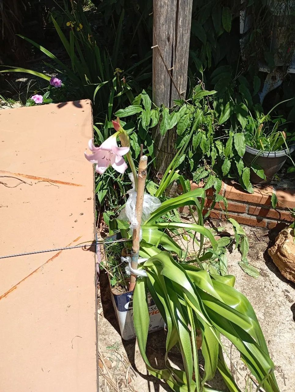 Plantas e sementes  - Foto 2