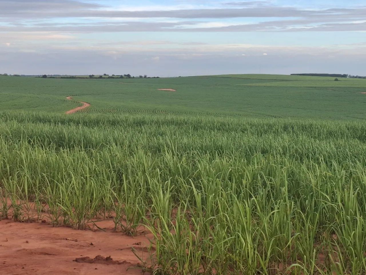 Fazenda de Cana - Foto 4