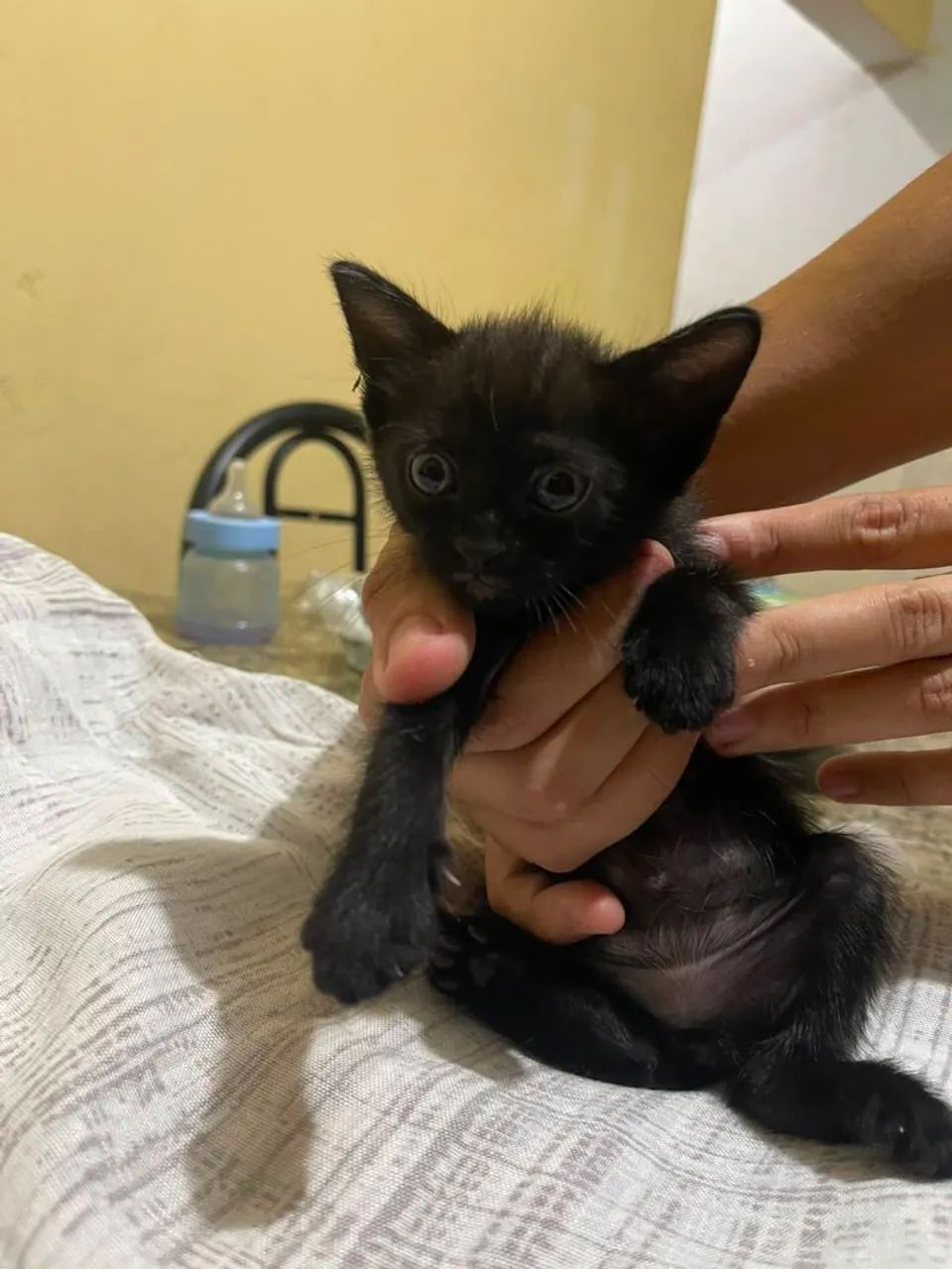 Doação de gatos  - Foto 2