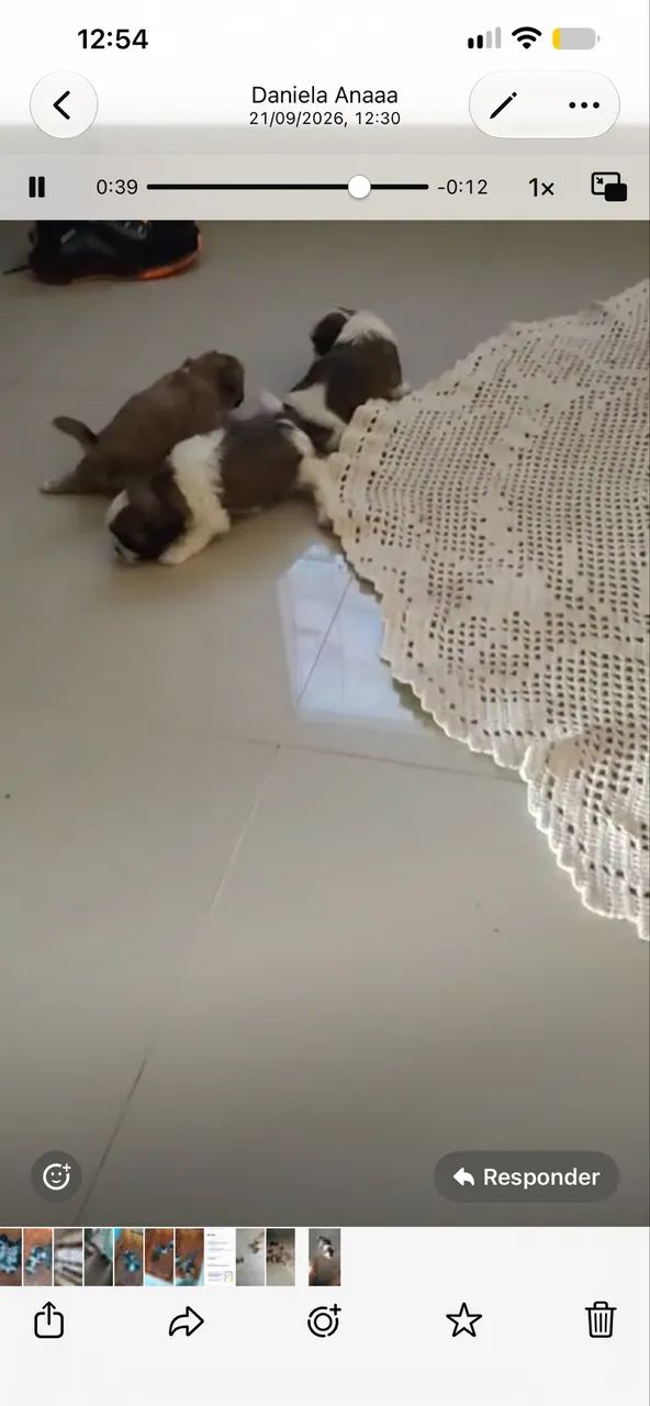 Shihtzu  - Foto 2